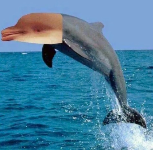 Dolphin.jpg