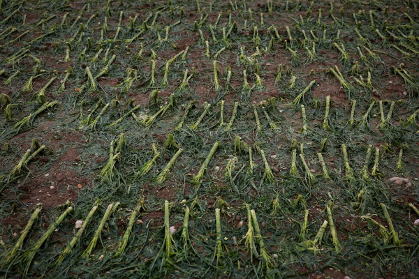 komenda 2.png