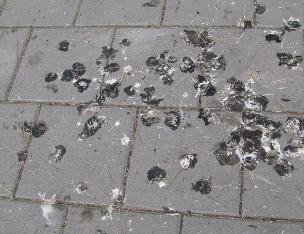 Pigeon-droppings-1024x789.jpg