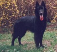 336273-belgian-shepherd-groenendael-dog-standard-1.jpg