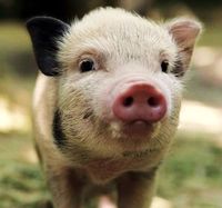 1011446-little-big-pig-humor.jpg